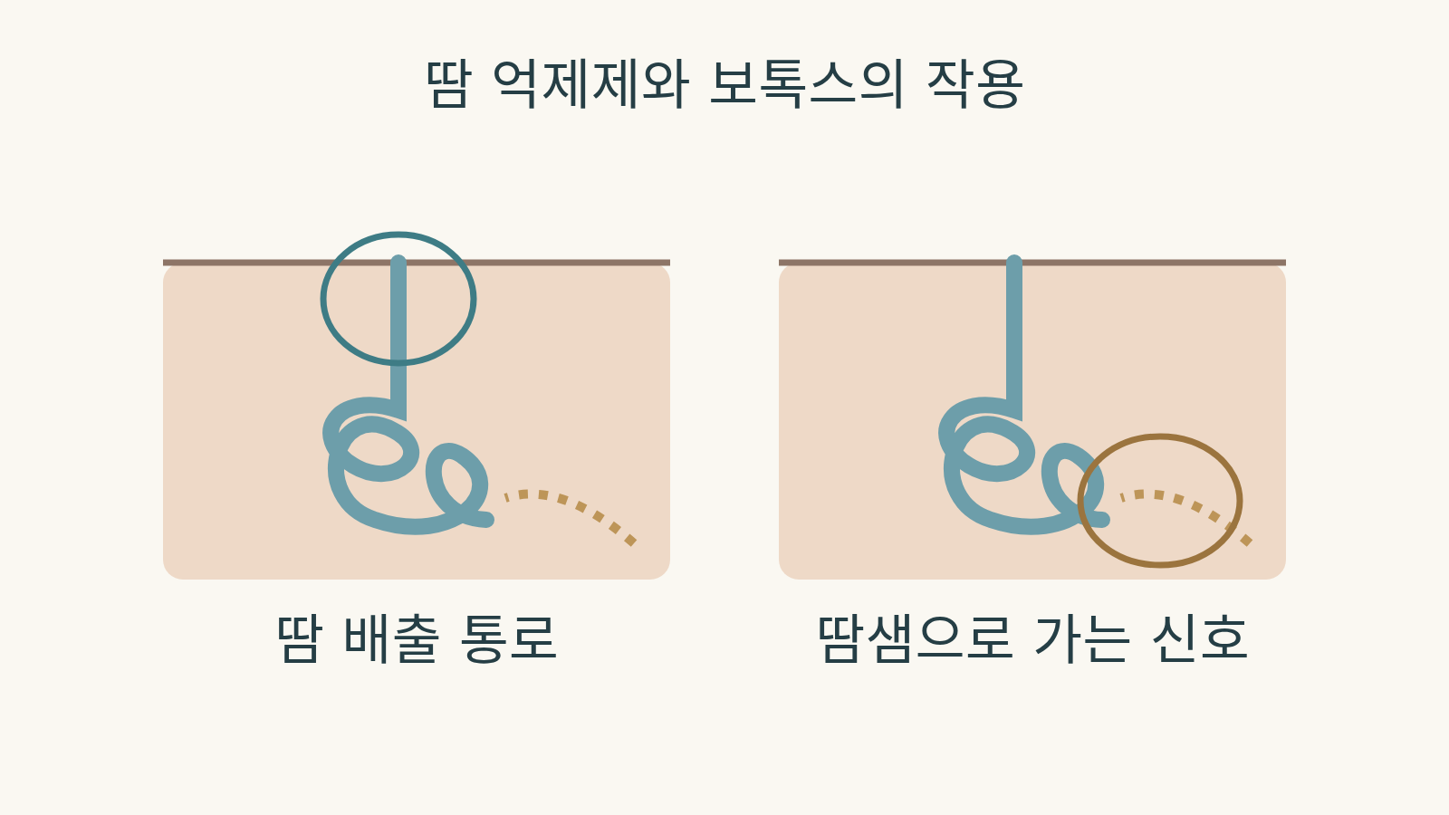 피부 표면으로 열린 땀 배출 통로와 감긴 땀샘, 점선 신호를 나란히 놓고 서로 다른 부분을 원으로 강조한 개념도